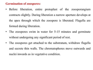 Germination of zoospores:
• Before liberation, entire protoplast of the zoosporangium
contracts slightly. During liberation a narrow aperture develops at
the apex through which the zoospore is liberated. Flagella are
formed during liberation.
• The zoospores swim in water for 5-15 minutes and germinate
without undergoing any significant period of rest.
• The zoospores get attached to the substratum, withdraw flagella
and secrete thin walls. The chromatophores move outwards and
nuclei inwards as in vegetative condition.
 