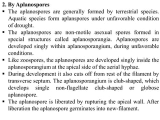 2. By Aplanospores
 The aplanospores are generally formed by terrestrial species.
Aquatic species form aplanspores under unfavorable condition
of drought.
 The aplanospores are non-motile asexual spores formed in
special structures called aplanosporangia. Aplanospores are
developed singly within aplanosporangium, during unfavorable
conditions.
 Like zoospores, the aplanospores are developed singly inside the
aplanosporangium at the apical side of the aerial hyphae.
 During development it also cuts off from rest of the filament by
transverse septum. The aplanosporangium is club-shaped, which
develops single non-flagellate club-shaped or globose
aplanospore.
 The aplanospore is liberated by rupturing the apical wall. After
liberation the aplanospore germinates into new-filament.
 