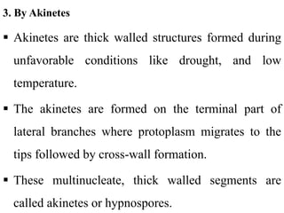 3. By Akinetes
 Akinetes are thick walled structures formed during
unfavorable conditions like drought, and low
temperature.
 The akinetes are formed on the terminal part of
lateral branches where protoplasm migrates to the
tips followed by cross-wall formation.
 These multinucleate, thick walled segments are
called akinetes or hypnospores.
 