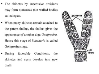 The akinetes by successive divisions
may form numerous thin walled bodies
called cysts.
 When many akinetes remain attached to
the parent thallus, the thallus gives the
appearance of another alga Gongrosira.
Hence this stage of Vaucheria is called
Gongrosira stage.
 During favorable Conditions, the
akinetes and cysts develop into new
thalli.
 