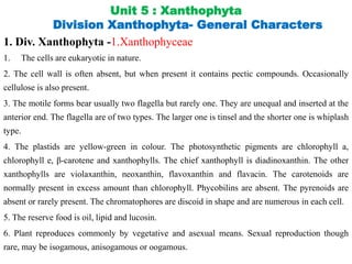 Unit 5 : Xanthophyta
Division Xanthophyta- General Characters
1. Div. Xanthophyta -1.Xanthophyceae
1. The cells are eukaryotic in nature.
2. The cell wall is often absent, but when present it contains pectic compounds. Occasionally
cellulose is also present.
3. The motile forms bear usually two flagella but rarely one. They are unequal and inserted at the
anterior end. The flagella are of two types. The larger one is tinsel and the shorter one is whiplash
type.
4. The plastids are yellow-green in colour. The photosynthetic pigments are chlorophyll a,
chlorophyll e, β-carotene and xanthophylls. The chief xanthophyll is diadinoxanthin. The other
xanthophylls are violaxanthin, neoxanthin, flavoxanthin and flavacin. The carotenoids are
normally present in excess amount than chlorophyll. Phycobilins are absent. The pyrenoids are
absent or rarely present. The chromatophores are discoid in shape and are numerous in each cell.
5. The reserve food is oil, lipid and lucosin.
6. Plant reproduces commonly by vegetative and asexual means. Sexual reproduction though
rare, may be isogamous, anisogamous or oogamous.
 