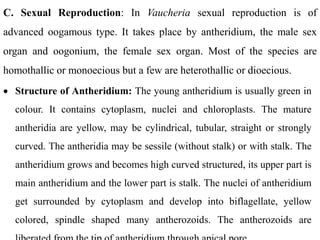 C. Sexual Reproduction: In Vaucheria sexual reproduction is of
advanced oogamous type. It takes place by antheridium, the male sex
organ and oogonium, the female sex organ. Most of the species are
homothallic or monoecious but a few are heterothallic or dioecious.
 Structure of Antheridium: The young antheridium is usually green in
colour. It contains cytoplasm, nuclei and chloroplasts. The mature
antheridia are yellow, may be cylindrical, tubular, straight or strongly
curved. The antheridia may be sessile (without stalk) or with stalk. The
antheridium grows and becomes high curved structured, its upper part is
main antheridium and the lower part is stalk. The nuclei of antheridium
get surrounded by cytoplasm and develop into biflagellate, yellow
colored, spindle shaped many antherozoids. The antherozoids are
 