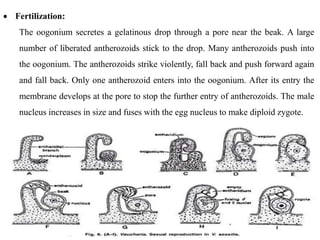  Fertilization:
The oogonium secretes a gelatinous drop through a pore near the beak. A large
number of liberated antherozoids stick to the drop. Many antherozoids push into
the oogonium. The antherozoids strike violently, fall back and push forward again
and fall back. Only one antherozoid enters into the oogonium. After its entry the
membrane develops at the pore to stop the further entry of antherozoids. The male
nucleus increases in size and fuses with the egg nucleus to make diploid zygote.
 