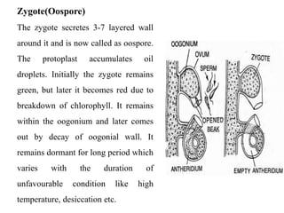 Zygote(Oospore)
The zygote secretes 3-7 layered wall
around it and is now called as oospore.
The protoplast accumulates oil
droplets. Initially the zygote remains
green, but later it becomes red due to
breakdown of chlorophyll. It remains
within the oogonium and later comes
out by decay of oogonial wall. It
remains dormant for long period which
varies with the duration of
unfavourable condition like high
temperature, desiccation etc.
 