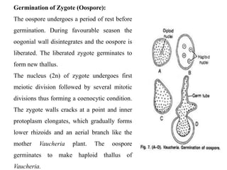 Germination of Zygote (Oospore):
The oospore undergoes a period of rest before
germination. During favourable season the
oogonial wall disintegrates and the oospore is
liberated. The liberated zygote germinates to
form new thallus.
The nucleus (2n) of zygote undergoes first
meiotic division followed by several mitotic
divisions thus forming a coenocytic condition.
The zygote walls cracks at a point and inner
protoplasm elongates, which gradually forms
lower rhizoids and an aerial branch like the
mother Vaucheria plant. The oospore
germinates to make haploid thallus of
Vaucheria.
 
