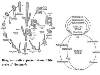 Diagrammatic representation of life
cycle of Vaucheria
 