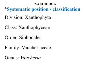 VAUCHERIA
*Systematic position / classification
Division: Xanthophyta
Class: Xanthophyceae
Order: Siphonales
Family: Vaucheriaceae
Genus: Vaucheria
 