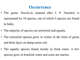 Occurrence
• The genus Vaucheria (named after J. P. Vaucher) is
represented by 54 species, out of which 9 species are found
in India.
• The majority of species are terrestrial and aquatic.
• The terrestrial species grow in winter in the form of green
and thick layer on damp moist soil.
• The aquatic species found mostly in fresh water. A few
species grow in brackish water and some are marine.
 