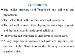Cell structure
The thallus structure is differentiated into cell wall and
protoplasm.
The cell wall of thallus is thin, weak and non-elastic.
The cell wall is made of two layers, the outer layer is pectic
and the inner layer is made up of cellulose.
Inner to the cell wall there is thick layer of protoplasm.
A very large central vacuole filled with cell sap runs from
one end of the filament to another forming a continuous
canal or siphon.
 