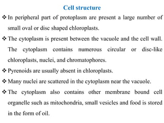 Cell structure
In peripheral part of protoplasm are present a large number of
small oval or disc shaped chloroplasts.
The cytoplasm is present between the vacuole and the cell wall.
The cytoplasm contains numerous circular or disc-like
chloroplasts, nuclei, and chromatophores.
Pyrenoids are usually absent in chloroplasts.
Many nuclei are scattered in the cytoplasm near the vacuole.
The cytoplasm also contains other membrane bound cell
organelle such as mitochondria, small vesicles and food is stored
in the form of oil.
 