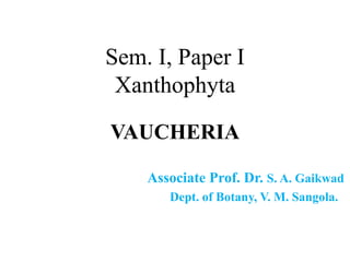 Sem. I, Paper I
Xanthophyta
VAUCHERIA
Associate Prof. Dr. S. A. Gaikwad
Dept. of Botany, V. M. Sangola.
 