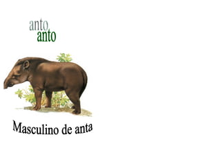 anto Masculino de anta 