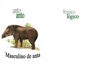 anto Masculino de anta lógico 