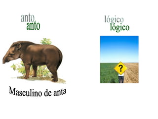 anto Masculino de anta lógico 