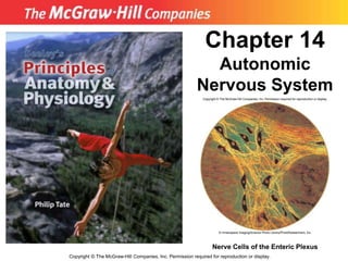 Copyright © The McGraw-Hill Companies, Inc. Permission required for reproduction or display.
Chapter 14
Autonomic
Nervous System
Nerve Cells of the Enteric Plexus
 
