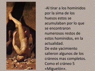 -Al tirar a los homínidos
por la sima de los
huesos estos se
acumulaban por lo que
se encontraron
numerosos restos de
estos homínidos, en la
actualidad.
De este yacimiento
salieron algunos de los
cráneos mas completos.
Como el cráneo 5
«Miguelón».
 