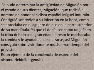 .Se pudo determinar la antigüedad de Miguelón por
el estado de sus dientes, Miguelón, que recibió el
nombre en honor al ciclista español Miguel Induráin.
Consiguió sobrevivir a su infección en la boca, como
se apreciaba en el agujero de pus en la parte superior
de su mandíbula. Ya que el debía ser como un jefe en
la tribu debido a su gran edad, el resto le machacaba
la comida y le ayudaba a desplazarse, así Miguelón
consiguió sobrevivir durante mucho mas tiempo del
previsto.
Es un ejemplo de la conciencia de especie del
«Homo Heidelbergensis».
 
