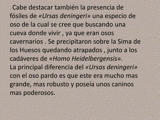 .Cabe destacar también la presencia de
fósiles de «Ursas deningeri» una especio de
oso de la cual se cree que buscando una
cueva donde vivir , ya que eran osos
cavernarios . Se precipitaron sobre la Sima de
los Huesos quedando atrapados , junto a los
cadáveres de «Homo Heidelbergensis».
La principal diferencia del «Ursas deningeri»
con el oso pardo es que este era mucho mas
grande, mas robusto y poseía unos caninos
mas poderosos.
 