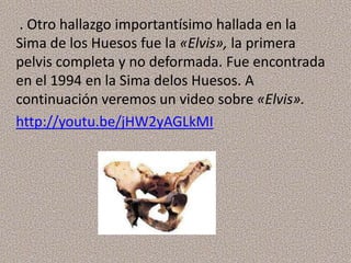 . Otro hallazgo importantísimo hallada en la
Sima de los Huesos fue la «Elvis», la primera
pelvis completa y no deformada. Fue encontrada
en el 1994 en la Sima delos Huesos. A
continuación veremos un video sobre «Elvis».
http://youtu.be/jHW2yAGLkMI
 