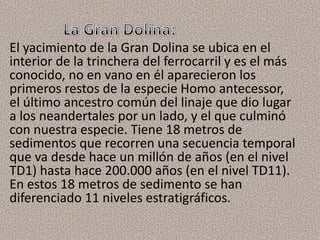 El yacimiento de la Gran Dolina se ubica en el
interior de la trinchera del ferrocarril y es el más
conocido, no en vano en él aparecieron los
primeros restos de la especie Homo antecessor,
el último ancestro común del linaje que dio lugar
a los neandertales por un lado, y el que culminó
con nuestra especie. Tiene 18 metros de
sedimentos que recorren una secuencia temporal
que va desde hace un millón de años (en el nivel
TD1) hasta hace 200.000 años (en el nivel TD11).
En estos 18 metros de sedimento se han
diferenciado 11 niveles estratigráficos.
 