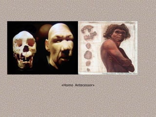 «Homo Antecessor»
 