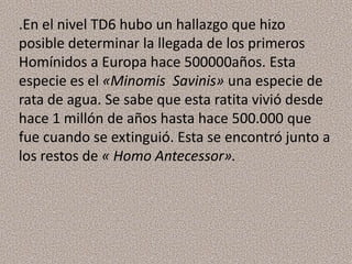 .En el nivel TD6 hubo un hallazgo que hizo
posible determinar la llegada de los primeros
Homínidos a Europa hace 500000años. Esta
especie es el «Minomis Savinis» una especie de
rata de agua. Se sabe que esta ratita vivió desde
hace 1 millón de años hasta hace 500.000 que
fue cuando se extinguió. Esta se encontró junto a
los restos de « Homo Antecessor».
 
