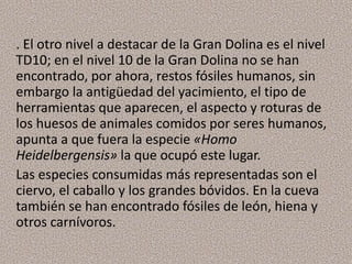 . El otro nivel a destacar de la Gran Dolina es el nivel
TD10; en el nivel 10 de la Gran Dolina no se han
encontrado, por ahora, restos fósiles humanos, sin
embargo la antigüedad del yacimiento, el tipo de
herramientas que aparecen, el aspecto y roturas de
los huesos de animales comidos por seres humanos,
apunta a que fuera la especie «Homo
Heidelbergensis» la que ocupó este lugar.
Las especies consumidas más representadas son el
ciervo, el caballo y los grandes bóvidos. En la cueva
también se han encontrado fósiles de león, hiena y
otros carnívoros.
 