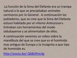 .La función de la Sima del Elefante era un trampa
natural a la que se precipitaban animales
carnívoros por lo General . A continuación los
pobladores, que se cree que la Sima del Elefante
estuvo habitada por el «Homo Antecessor».
Entraban con herramientas del modo
oldubayense y se alimentaban de ellos.
A continuación veremos un video sobre la
mandíbula del que se cree que es el homínido
mas antiguo de Europa y la incógnita a que tipo
de homínido es.
http://youtu.be/-Q6BzIfmc4g
 