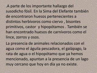 .A parte de los importante hallazgo del
susodicho fósil. En la Sima del Elefante también
de encontraron huesos pertenecientes a
distintos herbívoros como ciervo , bisontes
primitivos, castor y hipopótamos . También se
han encontrado huesos de carnívoros como el
lince, zorros y osos.
La presencia de animales relacionados con el
agua como el águila pescadora, el galápago, la
rata de agua o el hipopótamo que ya hemos
mencionado, apuntan a la presencia de un lago
muy cercano que hoy en día ya no existe.
 