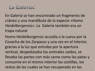 En Galería se han encontrado un fragmento de
cráneo y una mandíbula de la especie «Homo
Heidelbergensis». La Galería también era un
trapa natural
Homo Heidelbergensis accedía a la cueva por la
Covacha de los Zarpazos y una vez en el interior,
gracias a la luz que entraba por la apertura
vertical, despedazaba los animales caídos, se
llevaba las partes con más carne como las patas y
consumía en el mismo interior las costillas, los
restos de las cuales se han recuperado en las
 