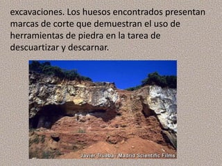 excavaciones. Los huesos encontrados presentan
marcas de corte que demuestran el uso de
herramientas de piedra en la tarea de
descuartizar y descarnar.
 