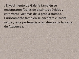 . El yacimiento de Galería también se
encontraron fósiles de distintos bóvidos y
carnívoros víctimas de la propia trampa.
Curiosamente también se encontró cuarcita
verde , esta pertenecía a las afueras de la sierra
de Atapuerca.
 