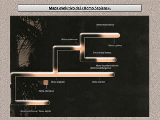 Mapa evolutivo del «Homo Sapiens».
 