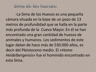 -La Sima de los Huesos es una pequeña
cámara situada en la base de un pozo de 13
metros de profundidad que se halla en la parte
más profunda de la Cueva Mayor. En él se han
encontrado una gran cantidad de huesos de
animales y humanos. Los sedimentos de este
lugar datan de hace más de 530.000 años, es
decir del Pleistoceno medio. El «Homo
Heidelbergensis» fue el homínido encontrado en
esta Sima.
 