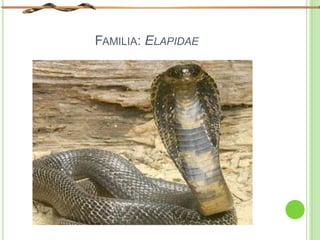 FAMILIA: ELAPIDAE
 