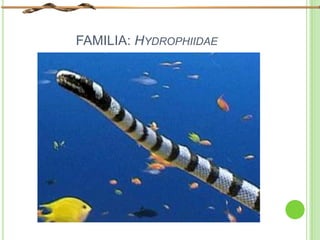FAMILIA: HYDROPHIIDAE
 