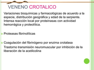 VENENO CROTALICO
Variaciones bioquímicas y farmacológicas de acuerdo a la
especie, distribución geográfica y edad de la serpiente.
Intensa reacción local por proteinasas con actividad
hemorrágica y proteolítica.
 Proteasas fibrinolíticas
 Coagulación del fibrinógeno por enzima crotalasa
Trastorno transmisión neuromuscular por inhibición de la
liberación de la acetilcolina
 