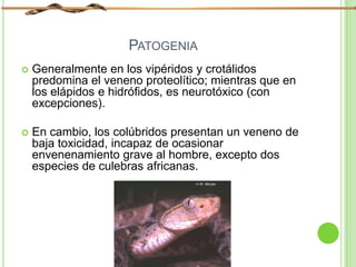 PATOGENIA
 Generalmente en los vipéridos y crotálidos
predomina el veneno proteolítico; mientras que en
los elápidos e hidrófidos, es neurotóxico (con
excepciones).
 En cambio, los colúbridos presentan un veneno de
baja toxicidad, incapaz de ocasionar
envenenamiento grave al hombre, excepto dos
especies de culebras africanas.
 
