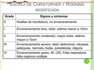 ESCALA DE CHRISTOPHER Y RODNING
MODIFICADA
Grado Signos y sìntomas
0 Huellas de mordedura, no envenenamiento
I Envenenamiento leve, dolor, edema menor a 10cm
II Envenenamiento moderado, mayor dolor, edema
mayor a 10cm
III Envenenamiento severo, dolor abdominal, náuseas,
petequias, necrosis, bulas, parestesias, oliguria
IV Envenenamiento grave, IR, CID, Falla respiratoria,
falla orgánica múltiple.
 