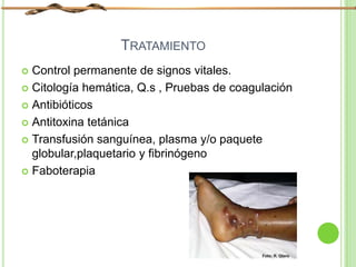 TRATAMIENTO
 Control permanente de signos vitales.
 Citología hemática, Q.s , Pruebas de coagulación
 Antibióticos
 Antitoxina tetánica
 Transfusión sanguínea, plasma y/o paquete
globular,plaquetario y fibrinógeno
 Faboterapia
 