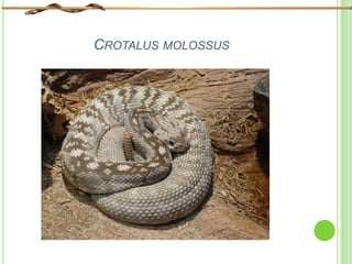 CROTALUS MOLOSSUS
 