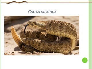 CROTALUS ATROX
 
