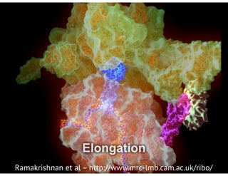 Ramakrishnan et al – http://www.mrc-lmb.cam.ac.uk/ribo/
 