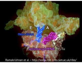 Ramakrishnan et al – http://www.mrc-lmb.cam.ac.uk/ribo/
 