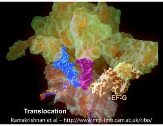 Ramakrishnan et al – http://www.mrc-lmb.cam.ac.uk/ribo/
 