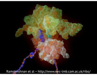 Ramakrishnan et al – http://www.mrc-lmb.cam.ac.uk/ribo/
 