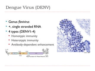 Dengue Virus (DENV)




Genus flavivirus
+, single stranded RNA
4 types (DENV1-4)




Homotypic immunity
Heterotypic immunity
Antibody-dependent enhancement
Cann, 2007
Mayo Foundation for Medical Research, 2012

 