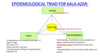 EPIDEMIOLOGICAL TRIAD FOR KALA-AZAR:
AGENT
HOST ENVIRONMENT
VECTOR
Leismania donovani
Phlebotomous argentipes(sand fly)
-Overcrowding, ill ventilation and accumulation of
organic matter facilitate transmission
-Cracks and crevices in walls,holes in trees,dark
rooms
--Damp dark places in the vicinity of cattle sheds and
poultry.
-All age groups are susceptible peak age is -5-
9 years of age.
-M:F ratio is 2:1
-More common in the poor.
-Farming, forestry, fishing, mining people are
at greater risk
 