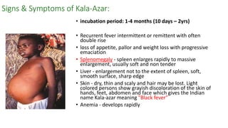 Signs & Symptoms of Kala-Azar:
• incubation period: 1-4 months (10 days – 2yrs)
• Recurrent fever intermittent or remittent with often
double rise
• loss of appetite, pallor and weight loss with progressive
emaciation
• Splenomegaly - spleen enlarges rapidly to massive
enlargement, usually soft and non tender
• Liver - enlargement not to the extent of spleen, soft,
smooth surface, sharp edge
• Skin - dry, thin and scaly and hair may be lost. Light
colored persons show grayish discoloration of the skin of
hands, feet, abdomen and face which gives the Indian
name Kala-azar meaning "Black fever"
• Anemia - develops rapidly
 