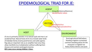 EPIDEMIOLOGICAL TRIAD FOR JE:
AGENT
HOST
ENVIRONMENT
VECTOR
Group-B arbovirus(flavivirus)
NEUROTROPIC VIRUS
c. Tritaenicorhynchus
c.Vishuni & Culex pseudovishnui
JE virus is primarily zoonotic in its natural cycle and man is an
accidental host. Natural hosts of JE virus include water birds
of Ardeidae family (mainly pond herons and cattle egrets).
Pigs play an important role as an amplifier host since they
allow manifold virus multiplication without suffering from
disease and maintain prolonged viraemia.
85% cases occur among children <15yrs.
Rural agricultural field where
flooding irrigation is practised
common breeding places for the
mosquito is irrigated rice
fields,shallow ditches and pools
 